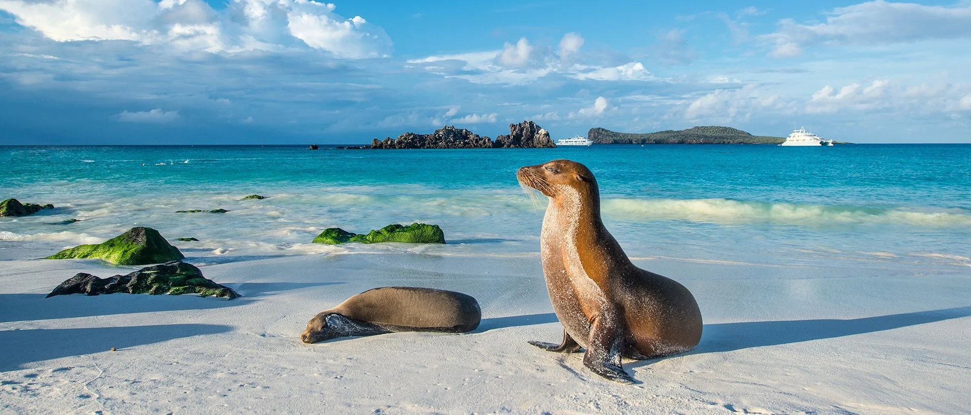 Seals resting on the beach on Espanola Island, Galapagos, Ecuador. 