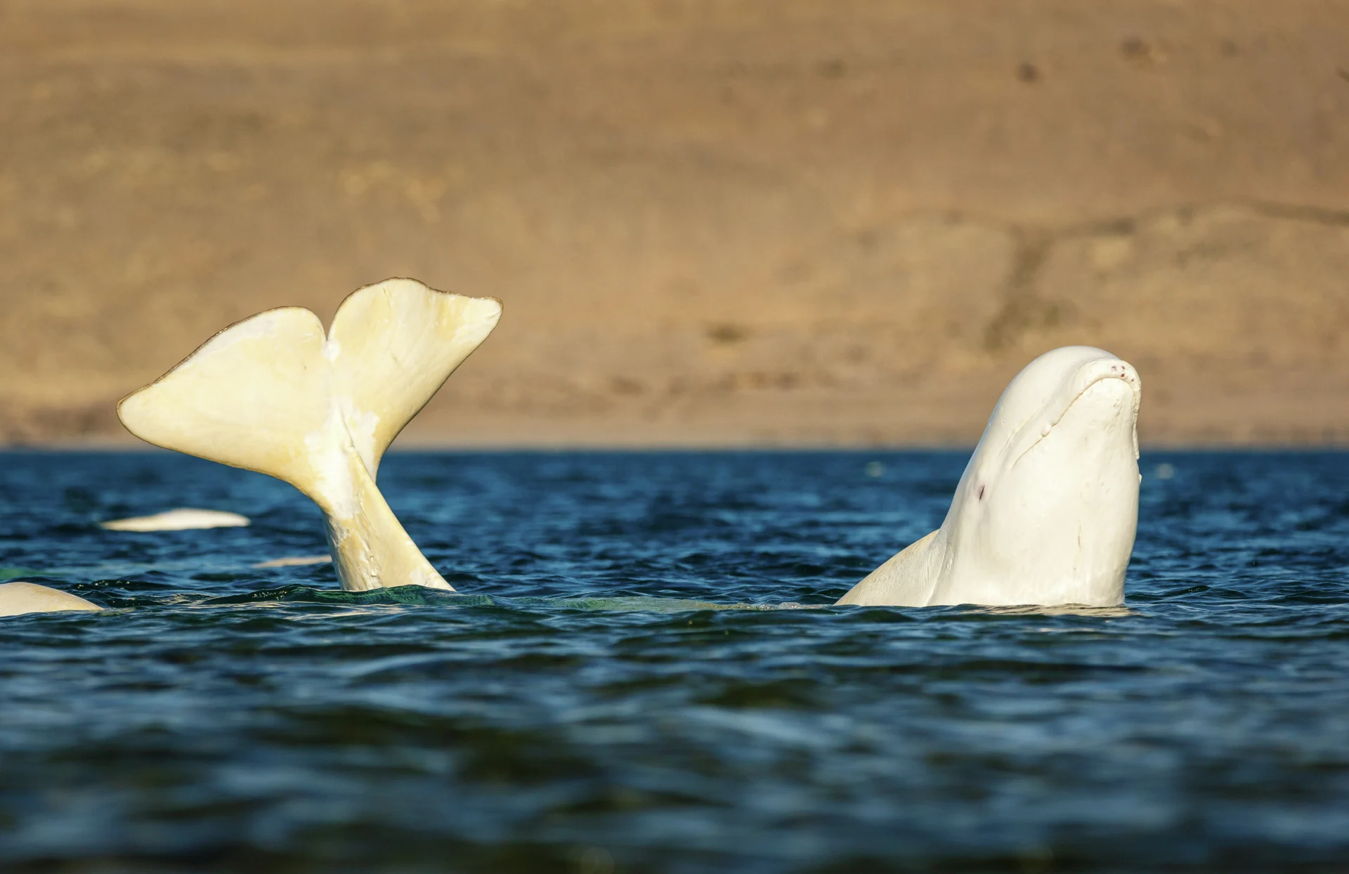 A beautiful, white whale in the sea of Gjøa Haven, Canada. Photo:  David Merron, Getty Images.