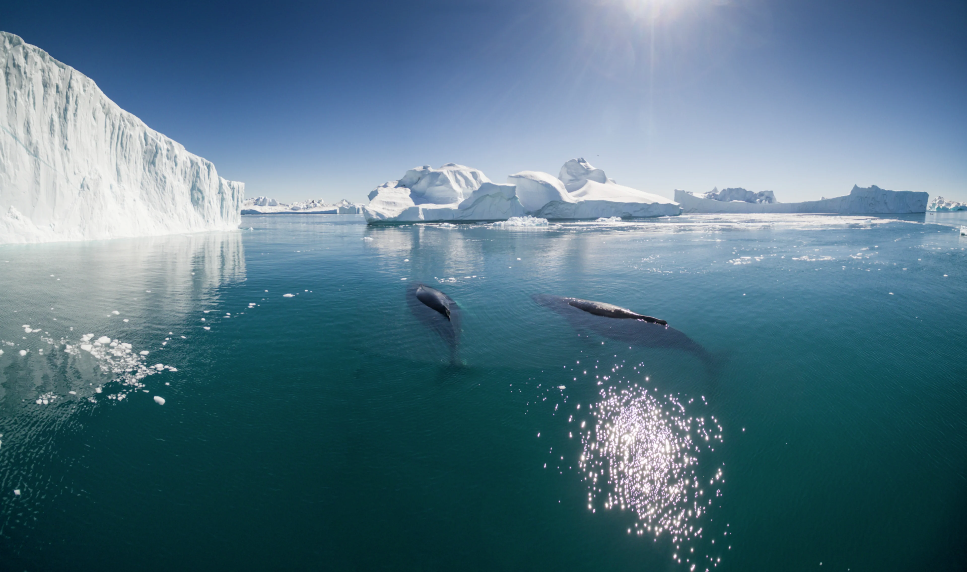 Whales in Ilulissat, Greenland - Photo : Getty Images