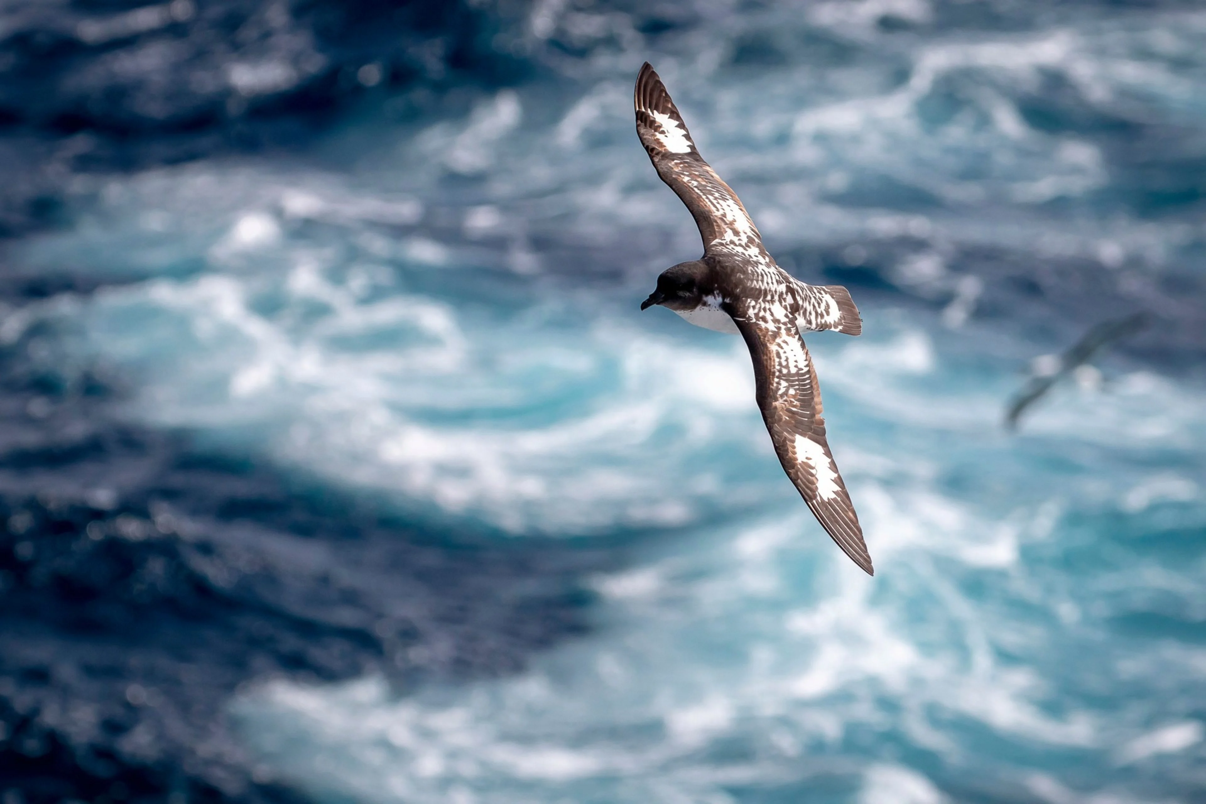 Seabirds flying over the Drake Passage. Photo: Andrea Klaussner