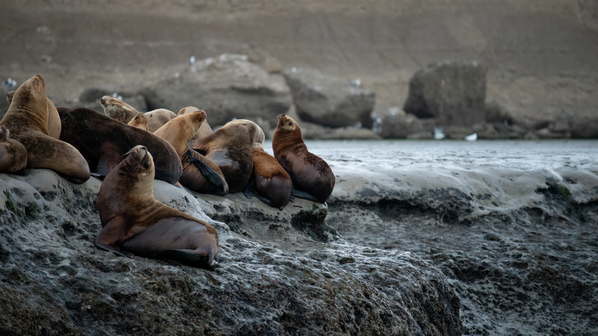 California Sea Lion in Puerto Madryn. Credit:  Stefan Dall / Hurtigruten