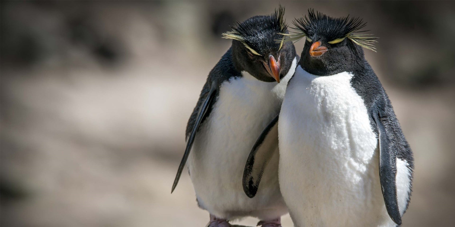 Schwarzer Pinguin in der Antarktis gefilmt - WELT