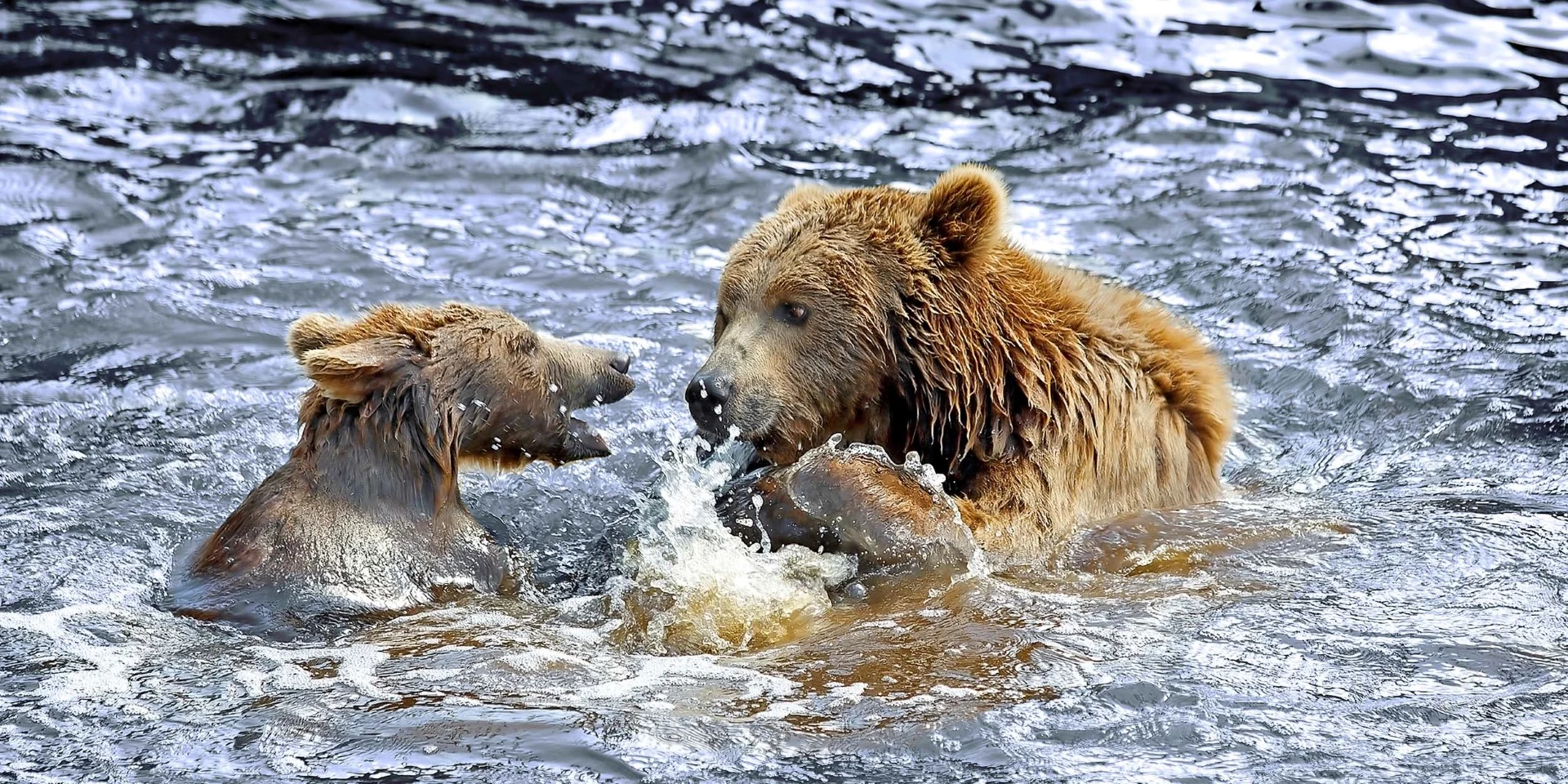 Brown Bear, Alaska - Photo: Shutterstock