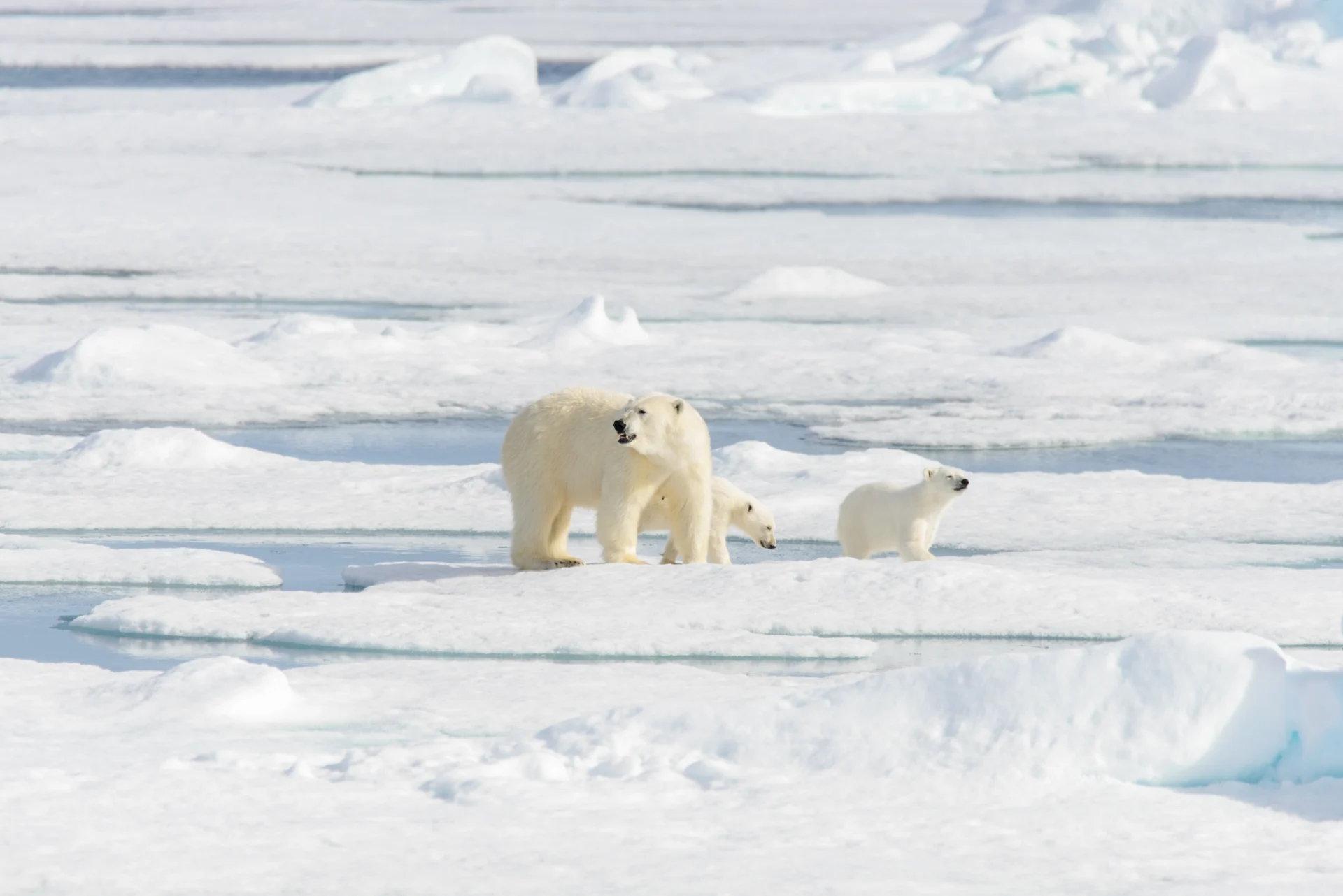 I isbjörnens rike | Svalbard runt