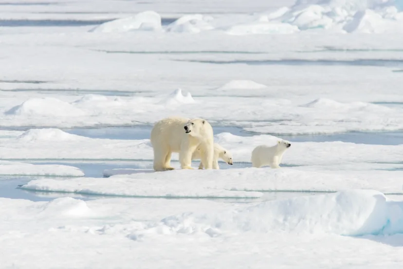 I isbjørnens rike | Spitsbergen rundt