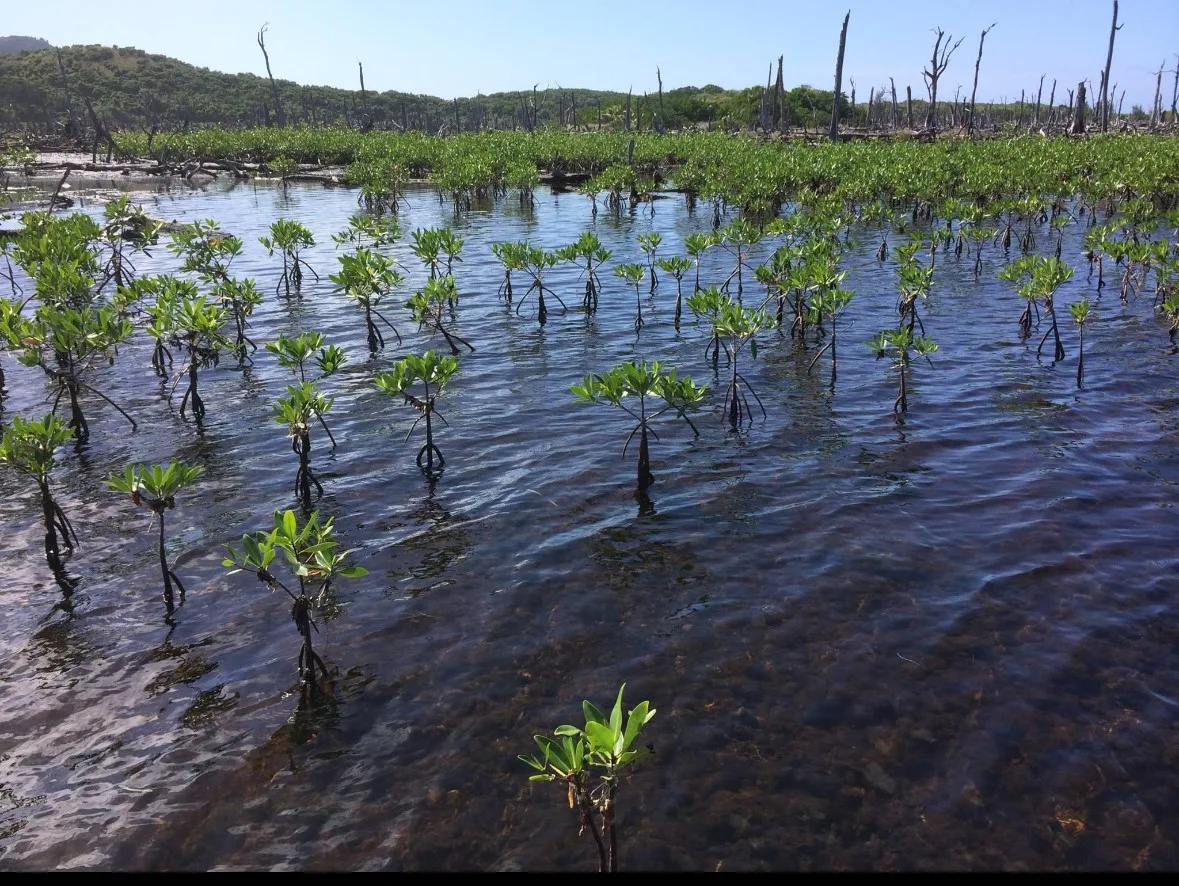 Mangroves in Guanaja