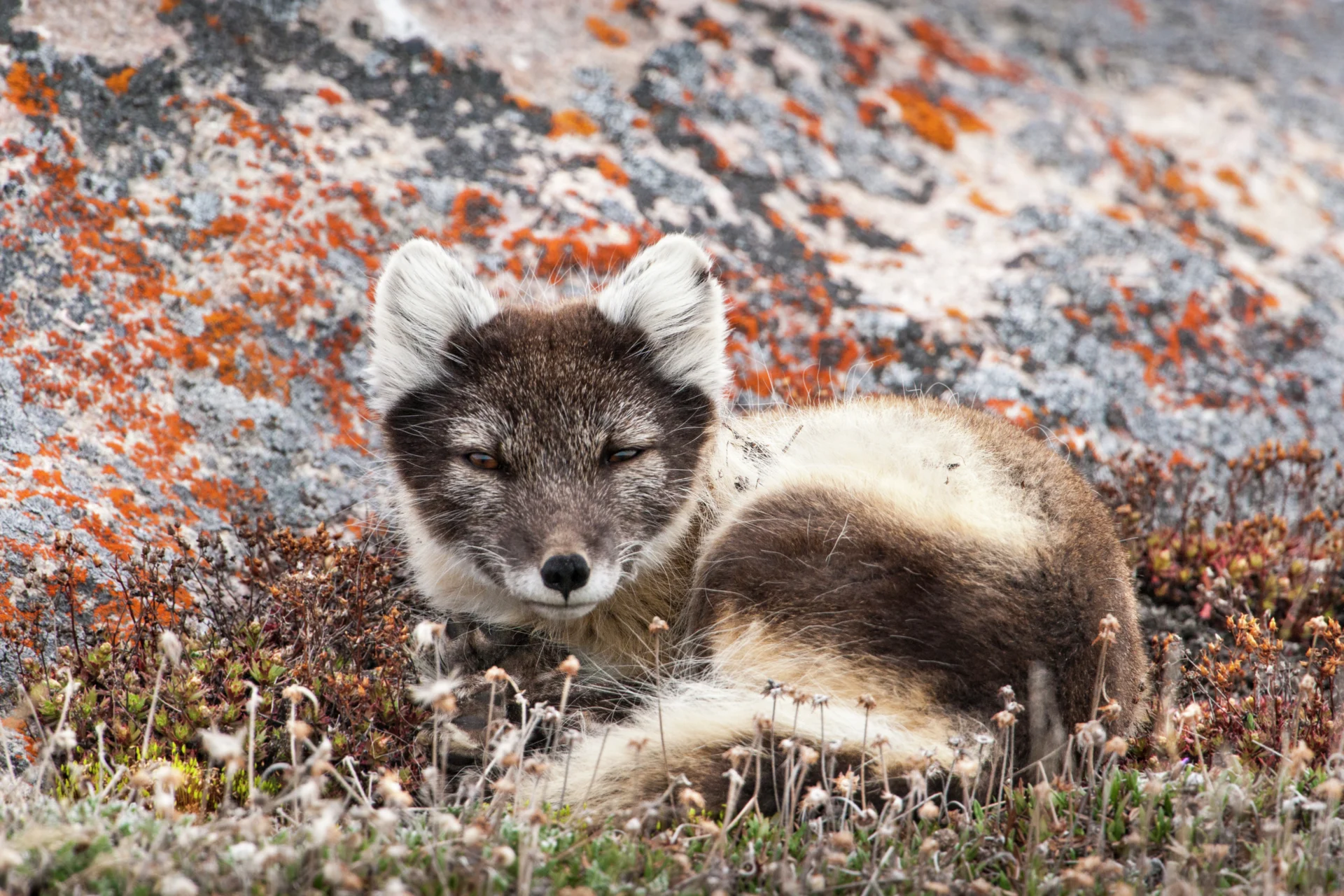 Arctic Fox, Cambridge Bay, Canada