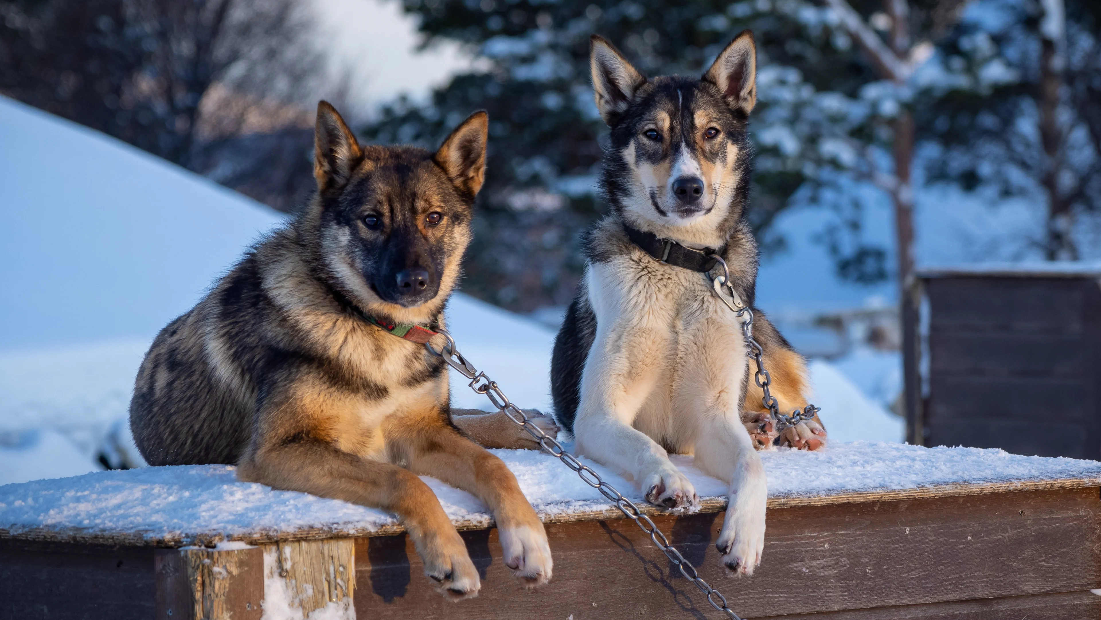 tromso-norway-e-tos7-visit-the-huskiesphoto_espen_mills.jpg