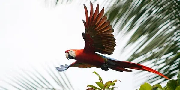 scarlet-macaw_2500x1250.jpg