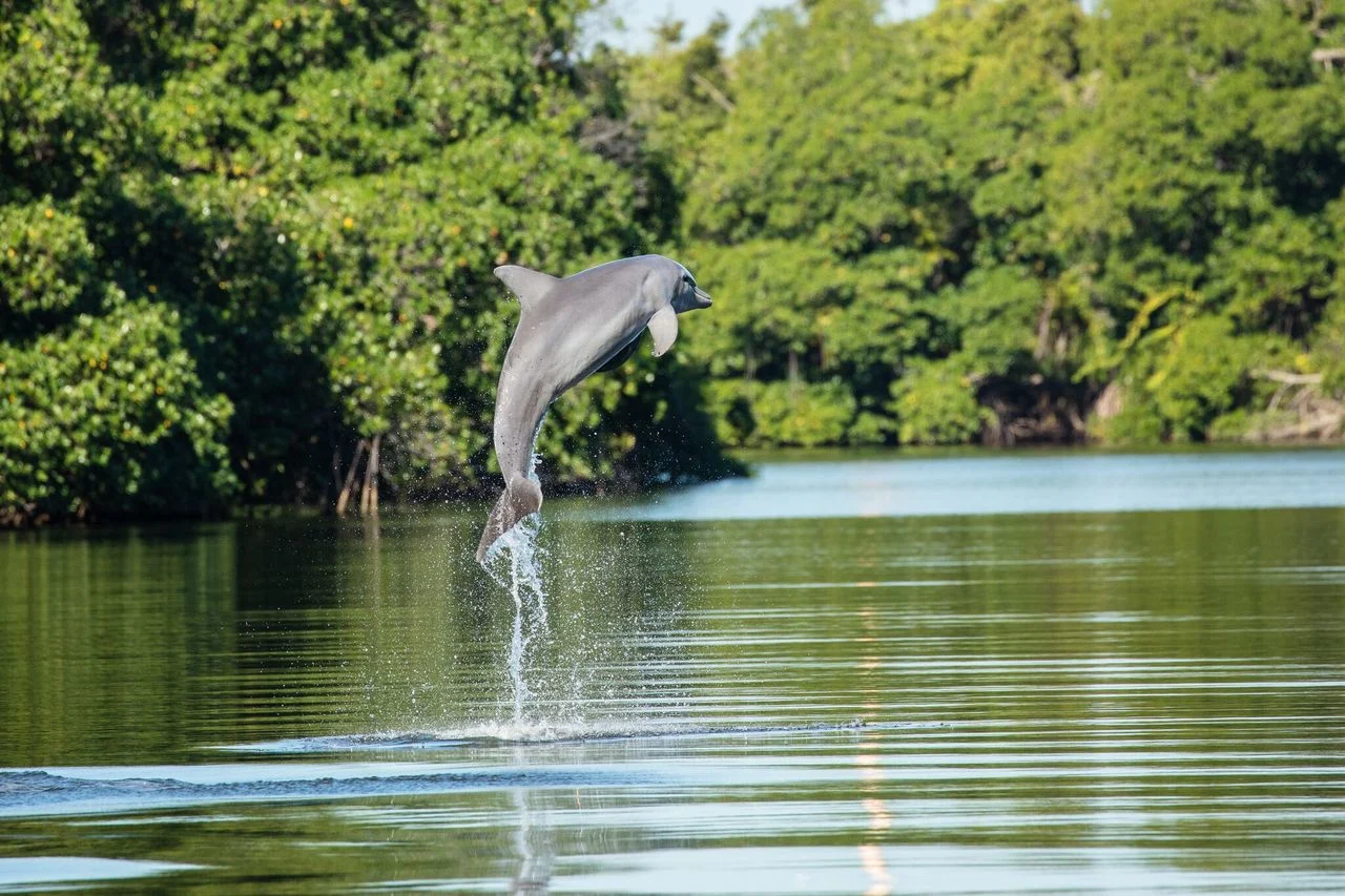 belize-rivertour9.jpeg