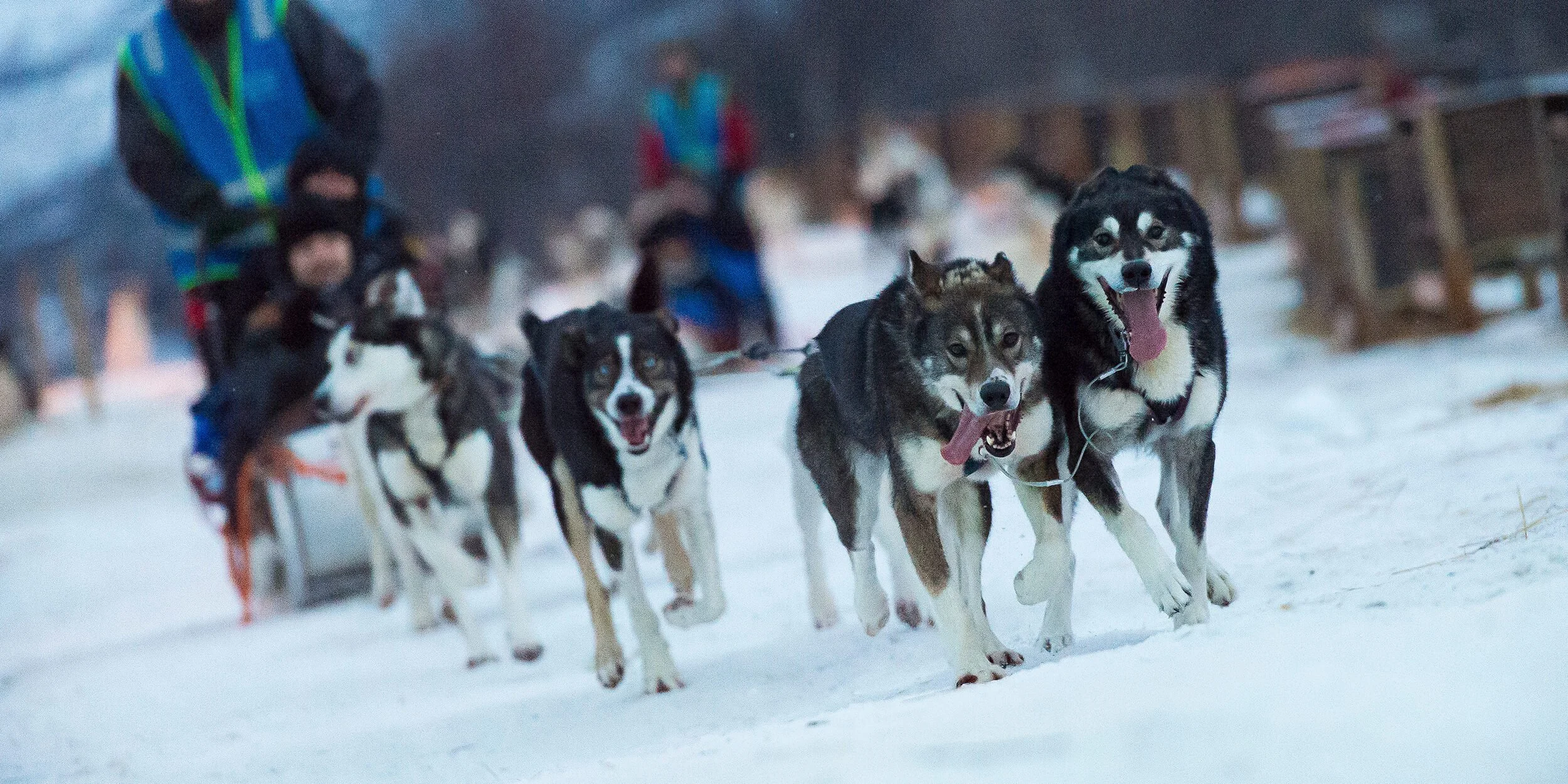 7f-husky-sledge-adventure_81_hurtigruten_photo_orjan_bertelsen_180.jpg