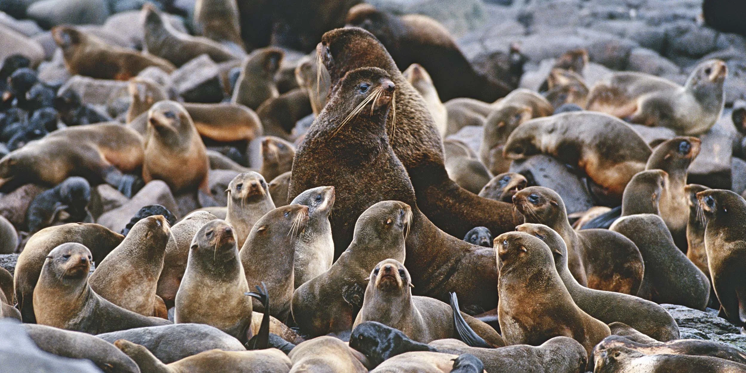 14-northern-fur-seals_st-paul-island_alaskashutterstock_2500x1250.jpg