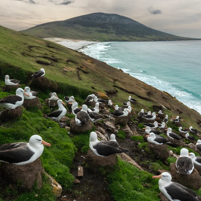 Ekspedition til Antarktis og Falklandsøerne