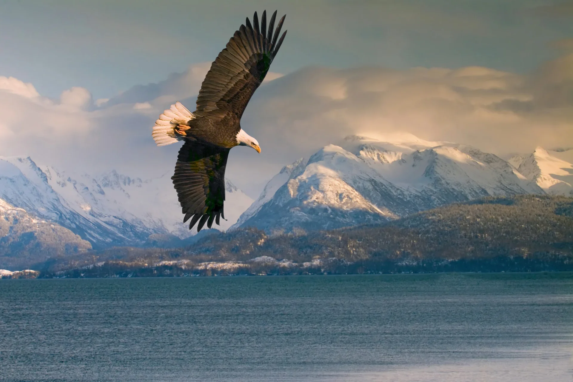 Bald eagle soaring over Homer, Alaska, USA.