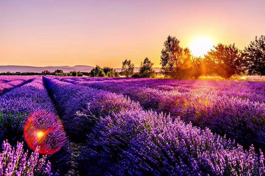 A field of purple flowers as the sun is setting in France