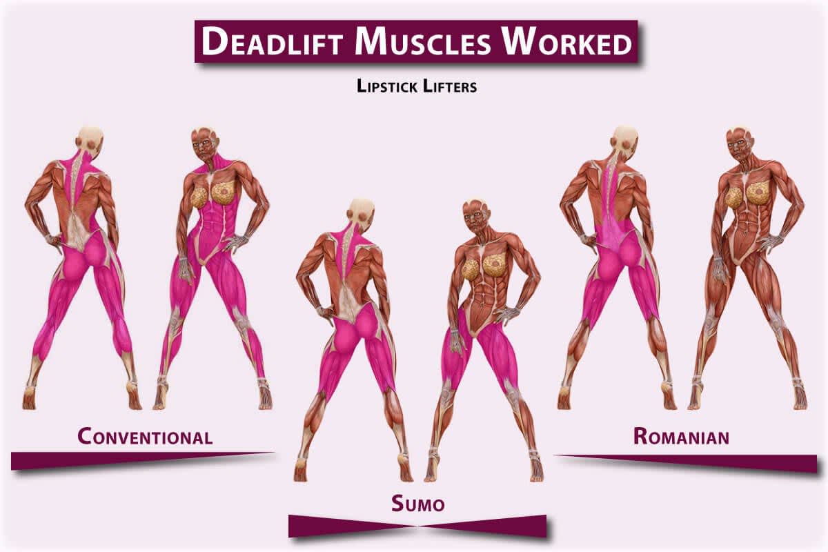 what-muscles-do-deadlifts-work-lipstick-lifters