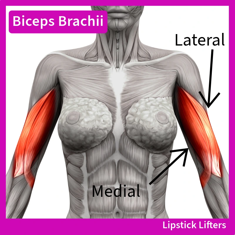 Biceps Brachii