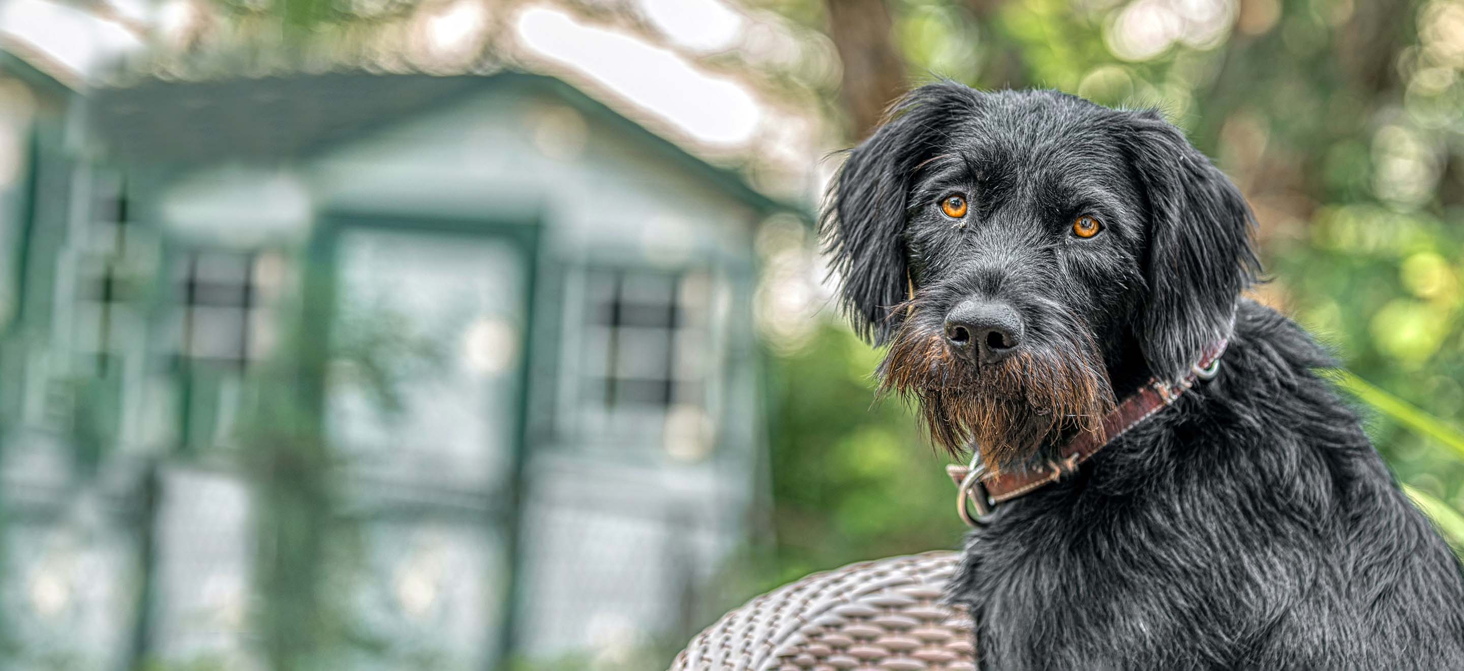 A black German Wirehaired Pointer dog with a brown beard sitting in a wicker chair outside image