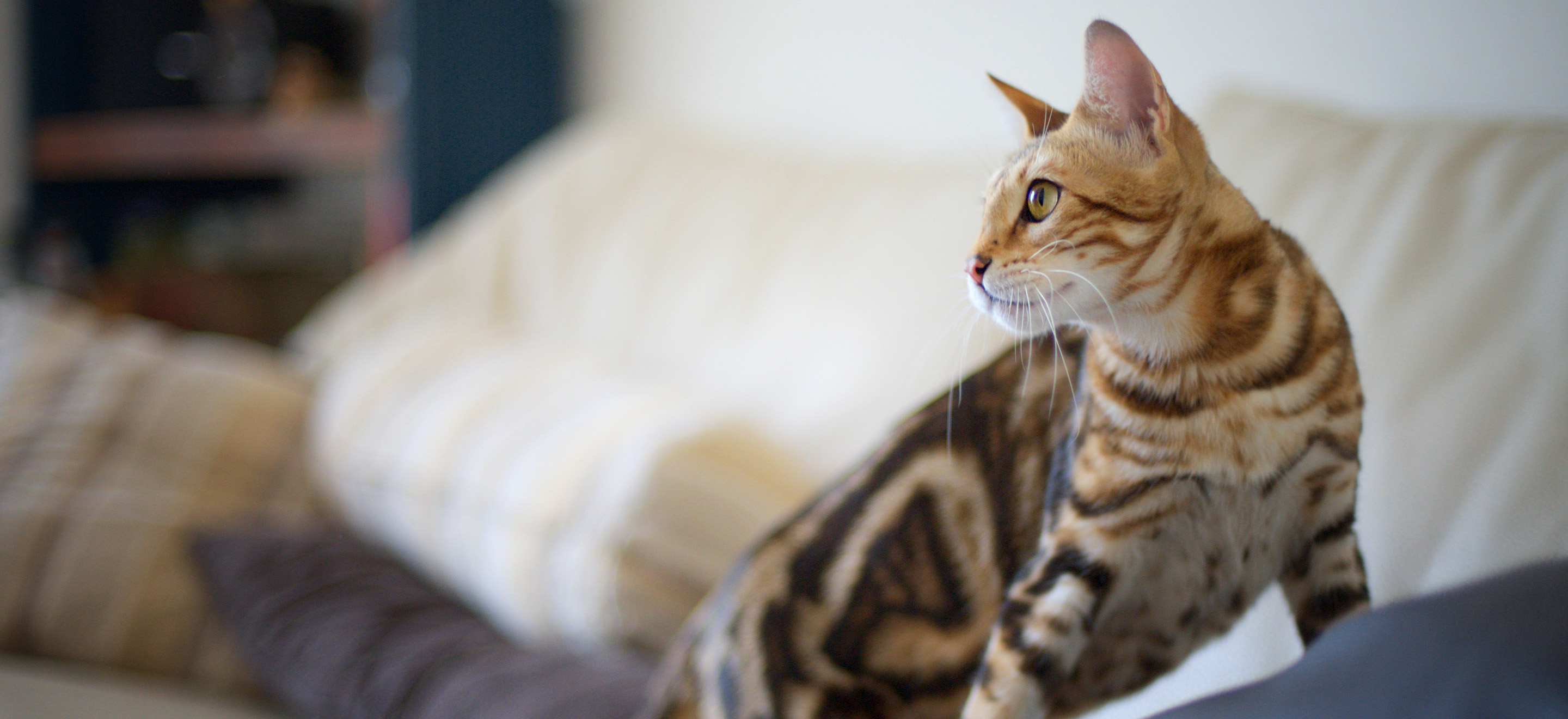 Bengal kitten on a sofa image