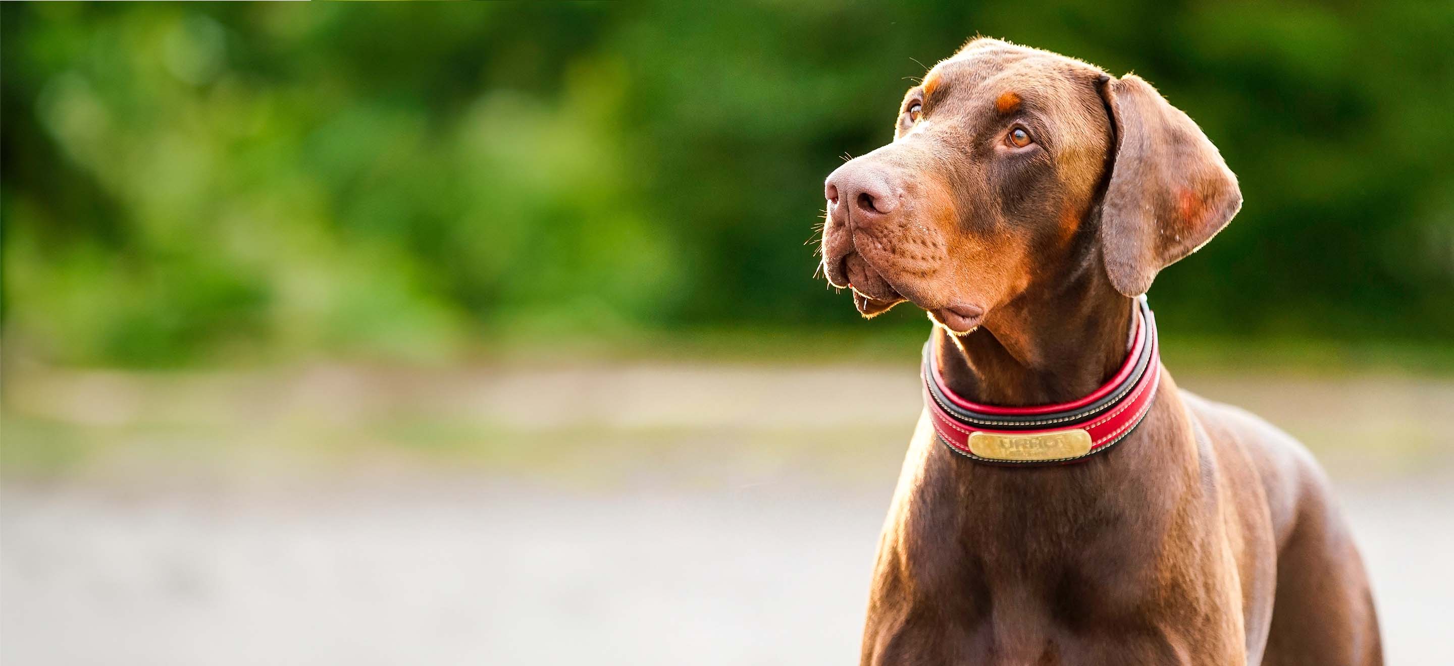 Brown Doberman Pinscher with red collar image