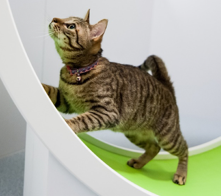 Ocicat Breed Profile: Things to Know Before Adopting a Ocicat