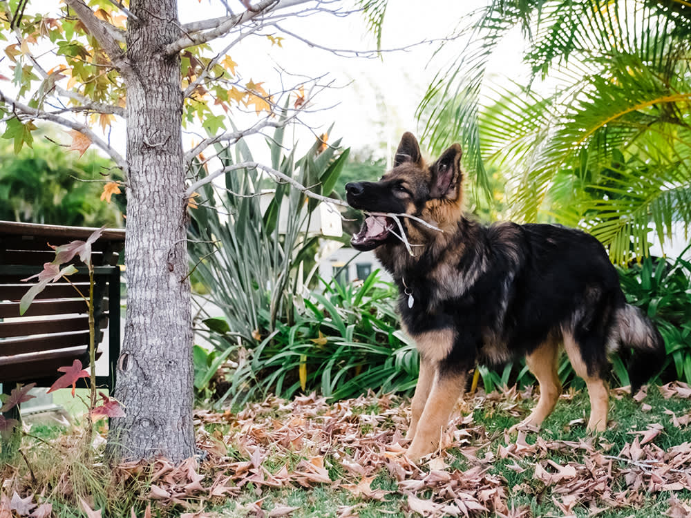 Dog Life Stages: Puppy Adolescence Is Only a Phase