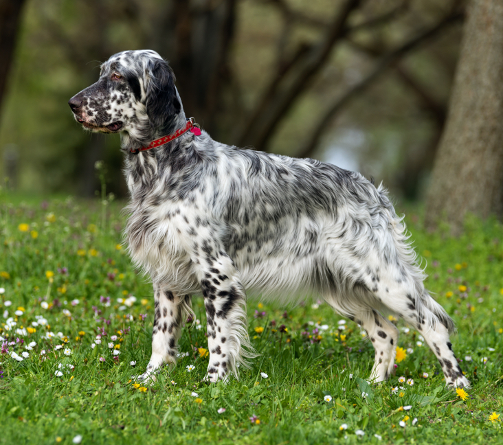 Picture of English Setter