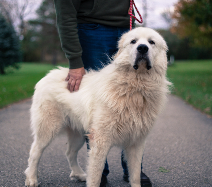 Great pyrenees store dogs for adoption