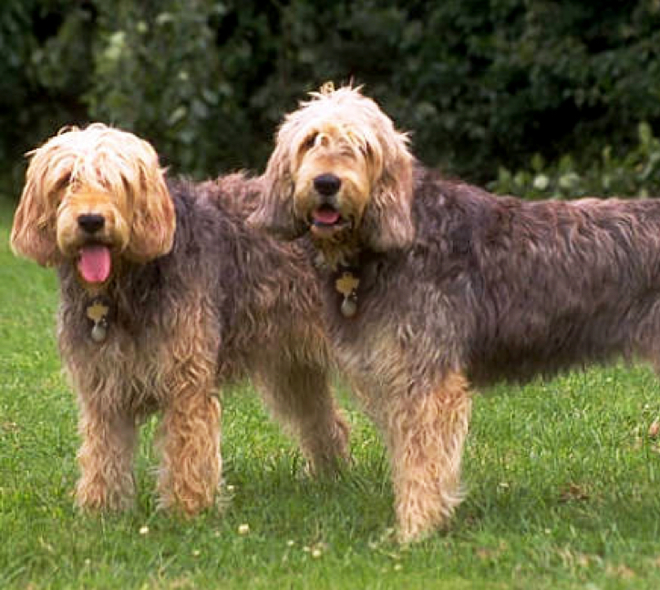 Otterhound rescue sale