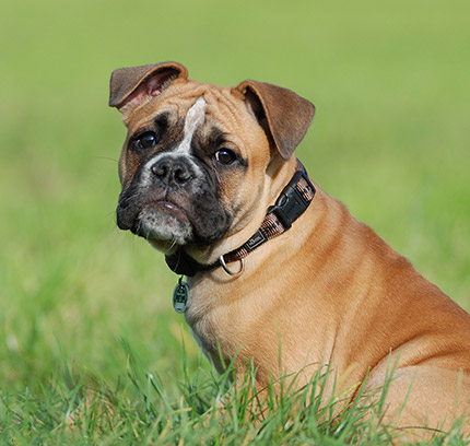 Red olde 2024 english bulldogge