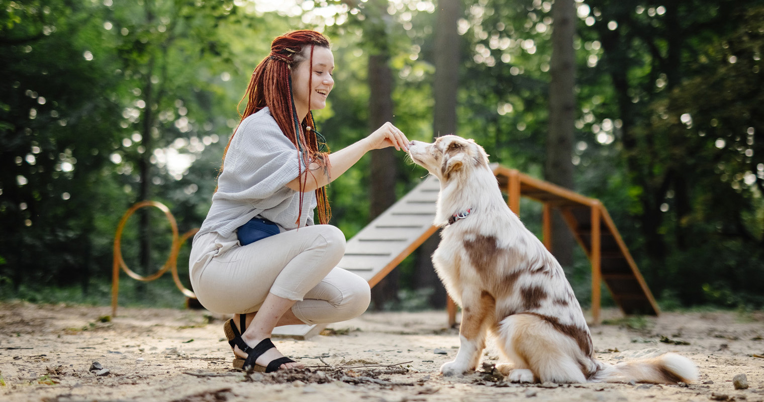 Working Dog Breeds: Breed Traits And Characteristics