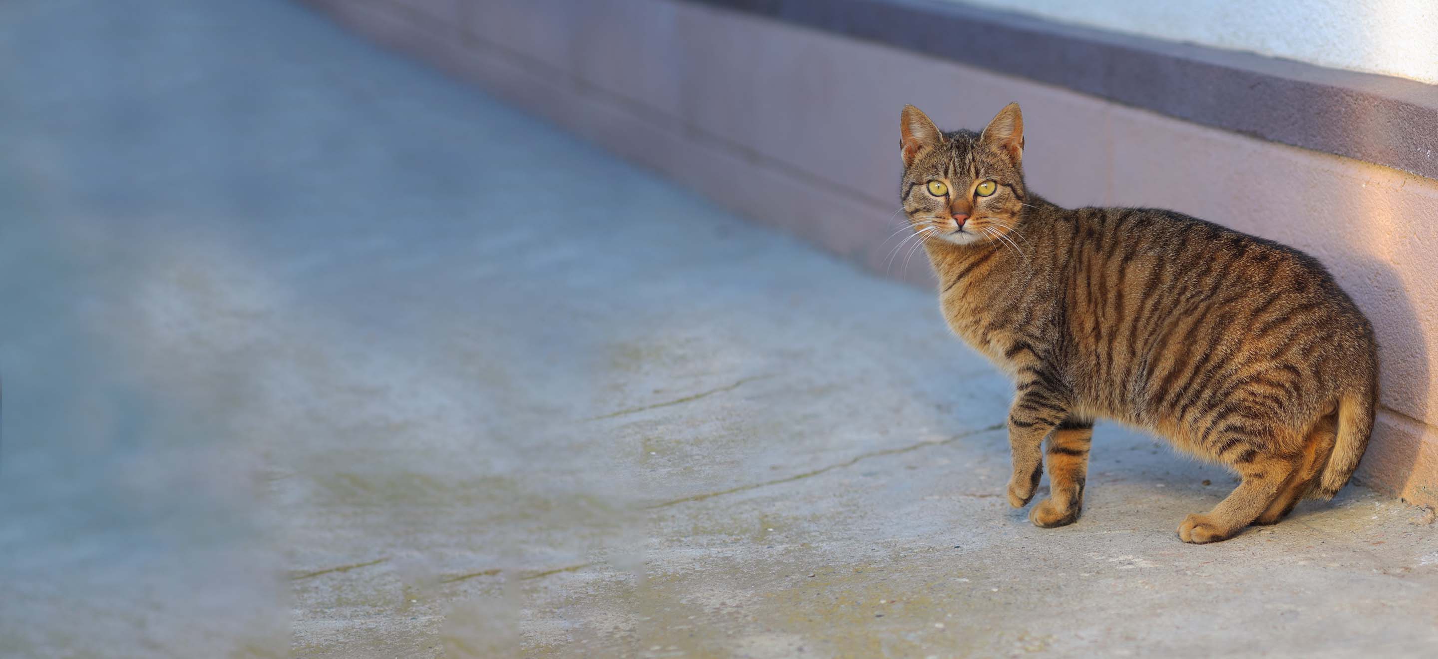 Striped American Bobtail cat sitting against a concrete wall and looking at the camera image