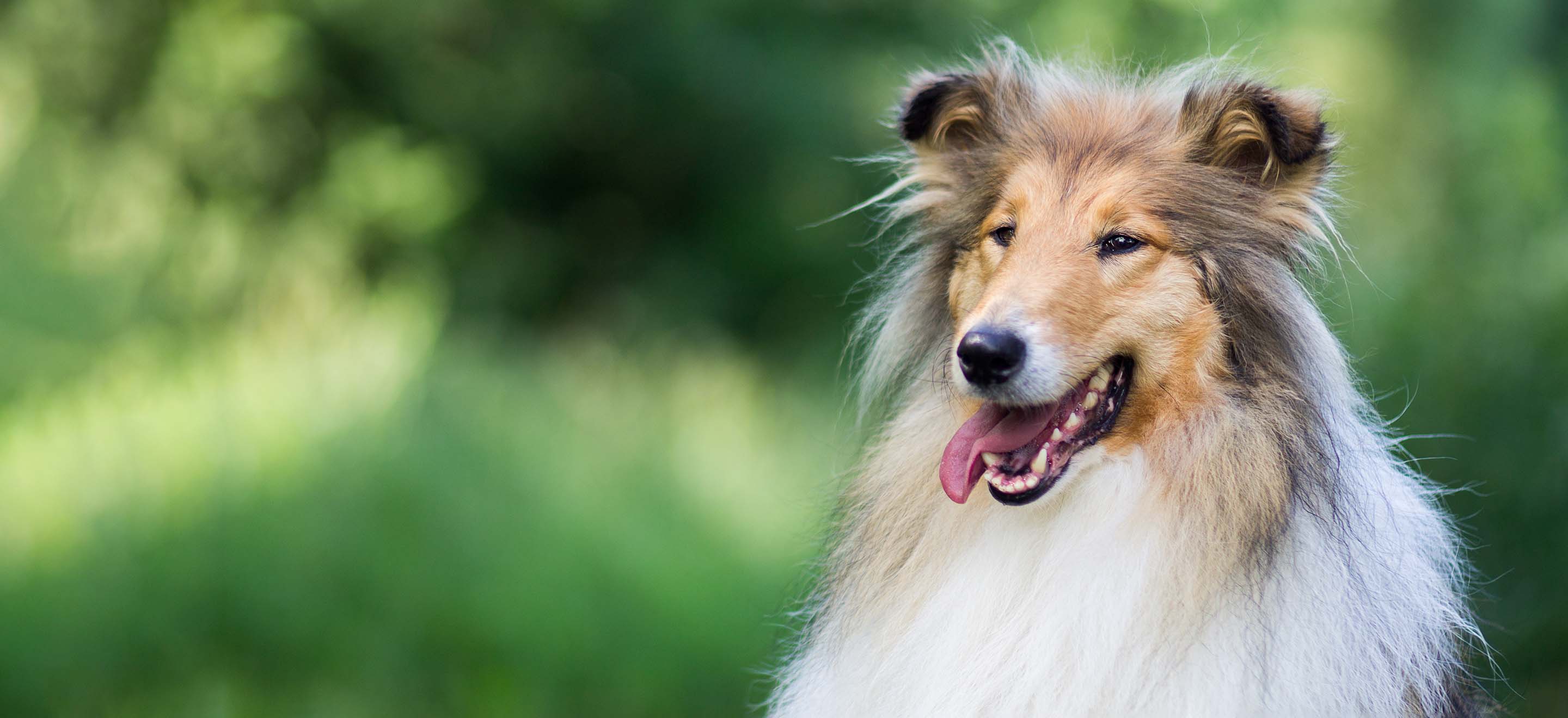 Collie dog smiling against a backdrop of greenery image