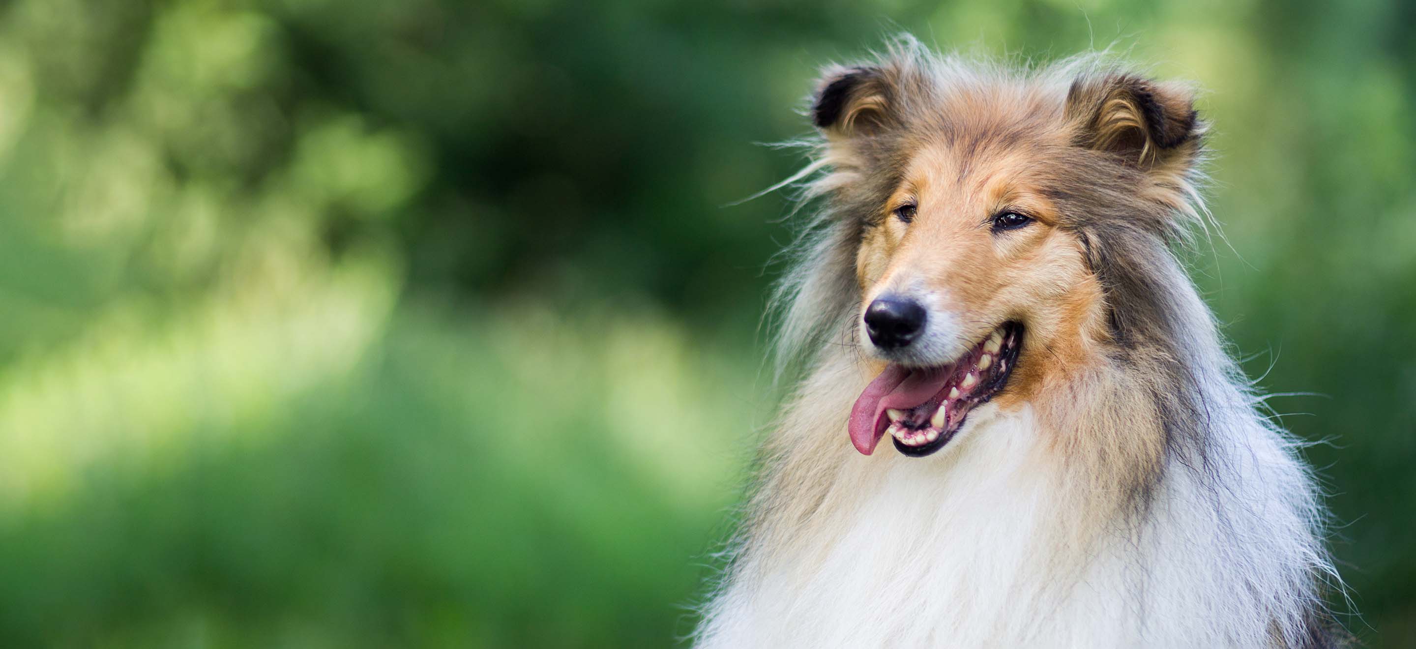 Collie dogs 2024 for adoption