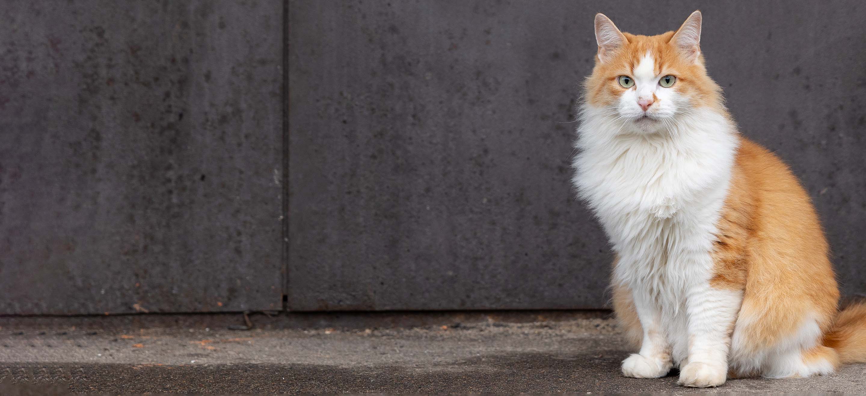A white and tan Domestic Longhair cat sitting on the concrete outside image