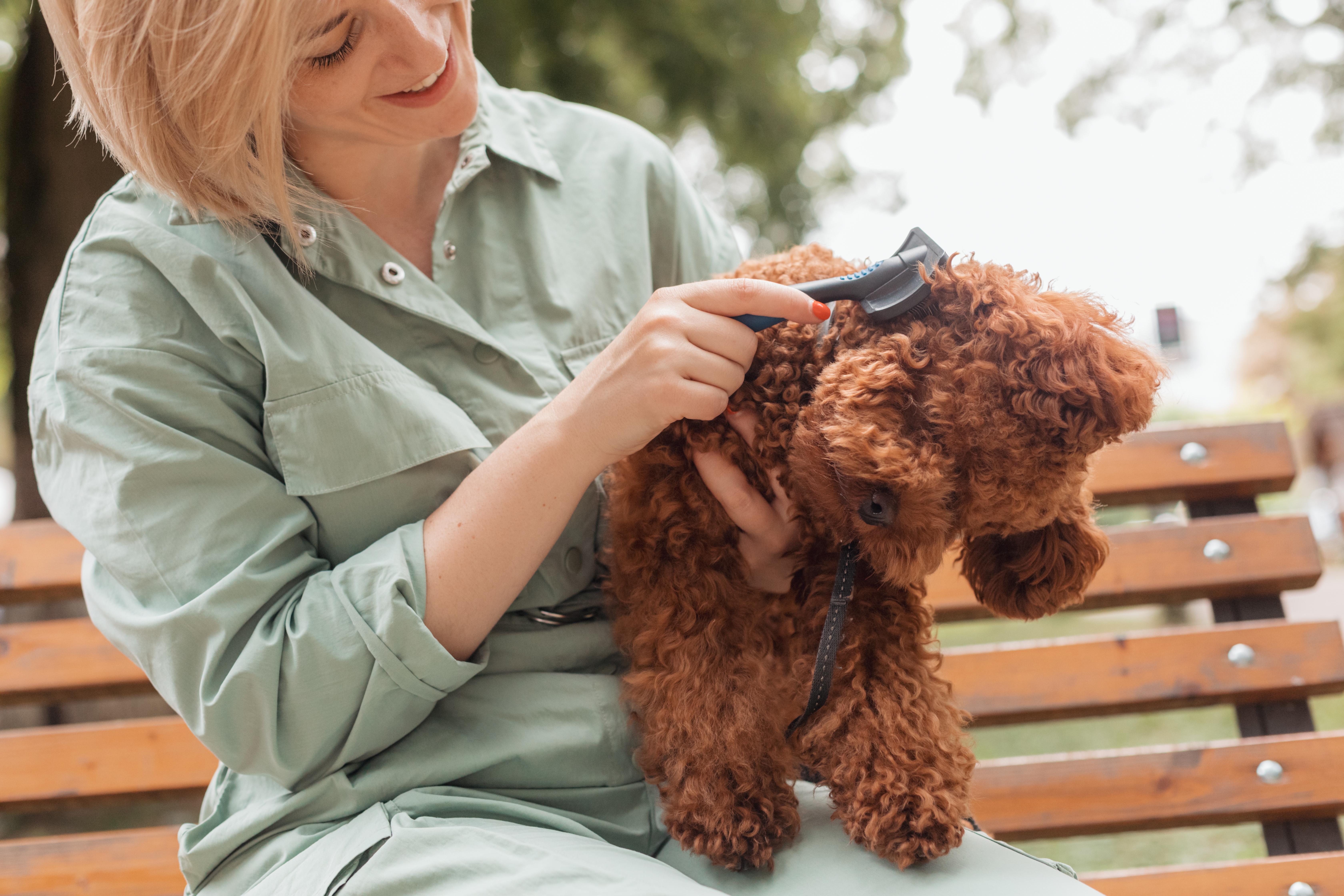 how much does a teacup poodle cost