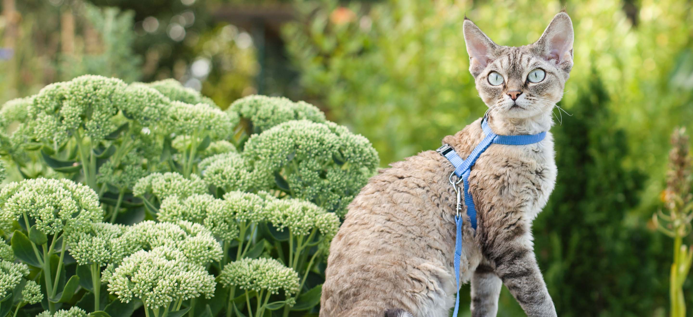 A Devon Rex cat with a blue harness on standing in the garden image