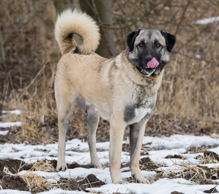 Anatolian best sale shepherd rescue