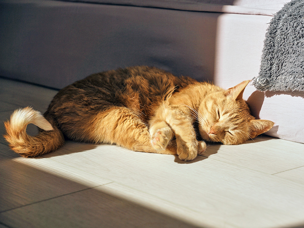 Why Do Cats Always Switch Up Where They Sleep?