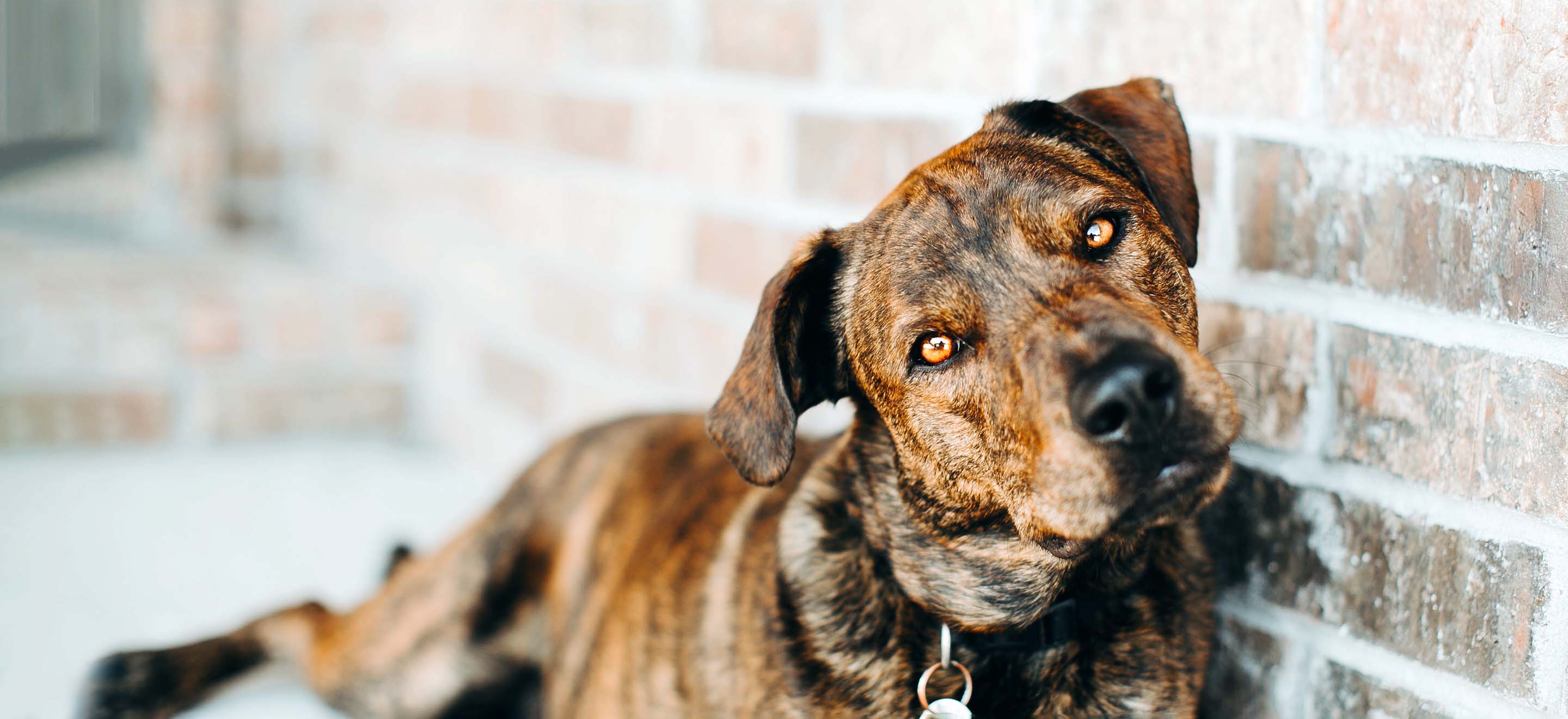 Brindle coat Mountain Cur dog sitting against a brick wall image