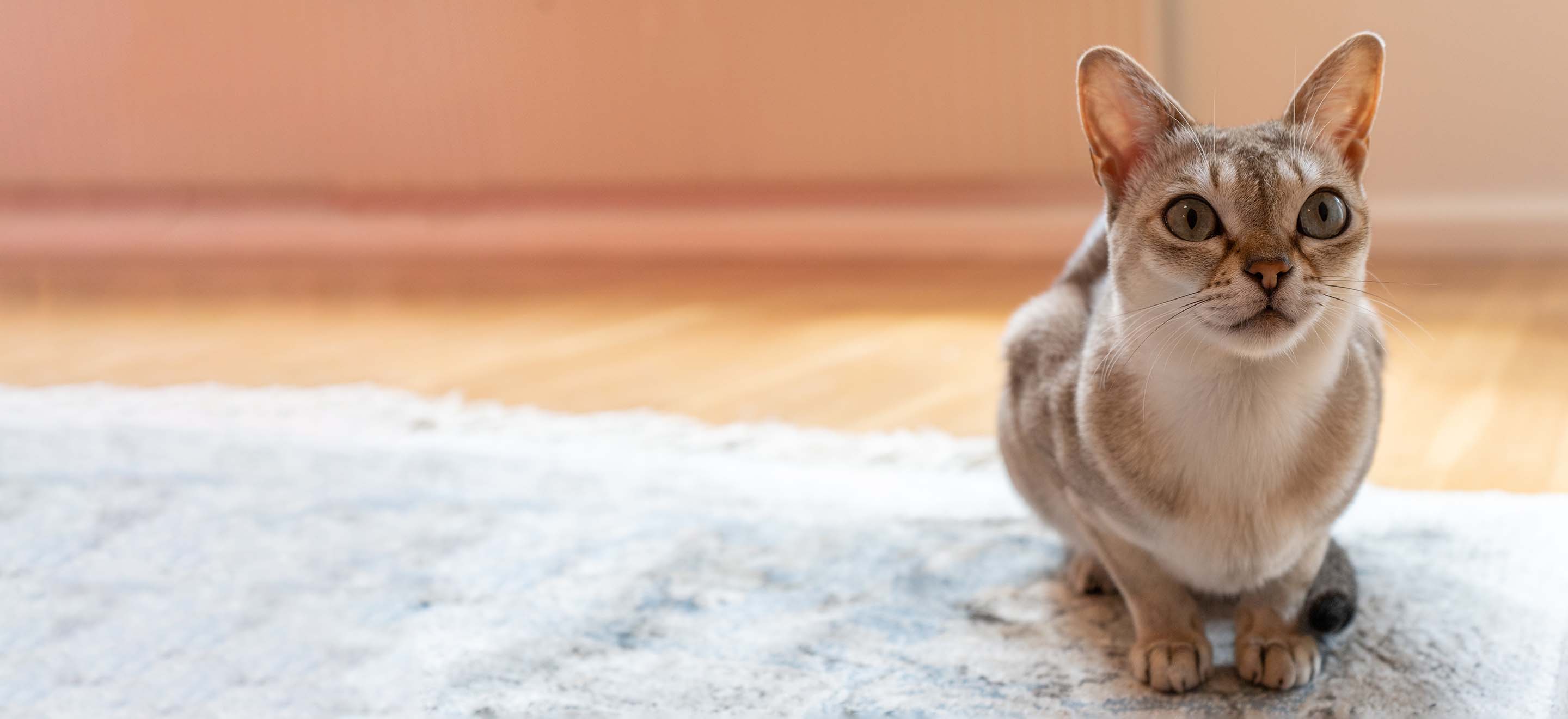 Singapura cat with big eyes sitting on a floor rug image