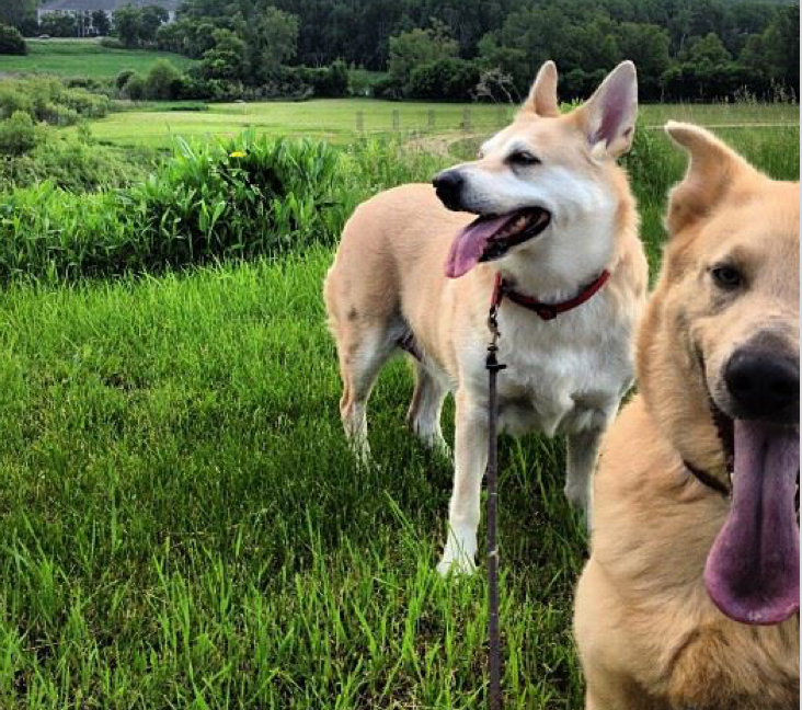 Chinook Husky Mix