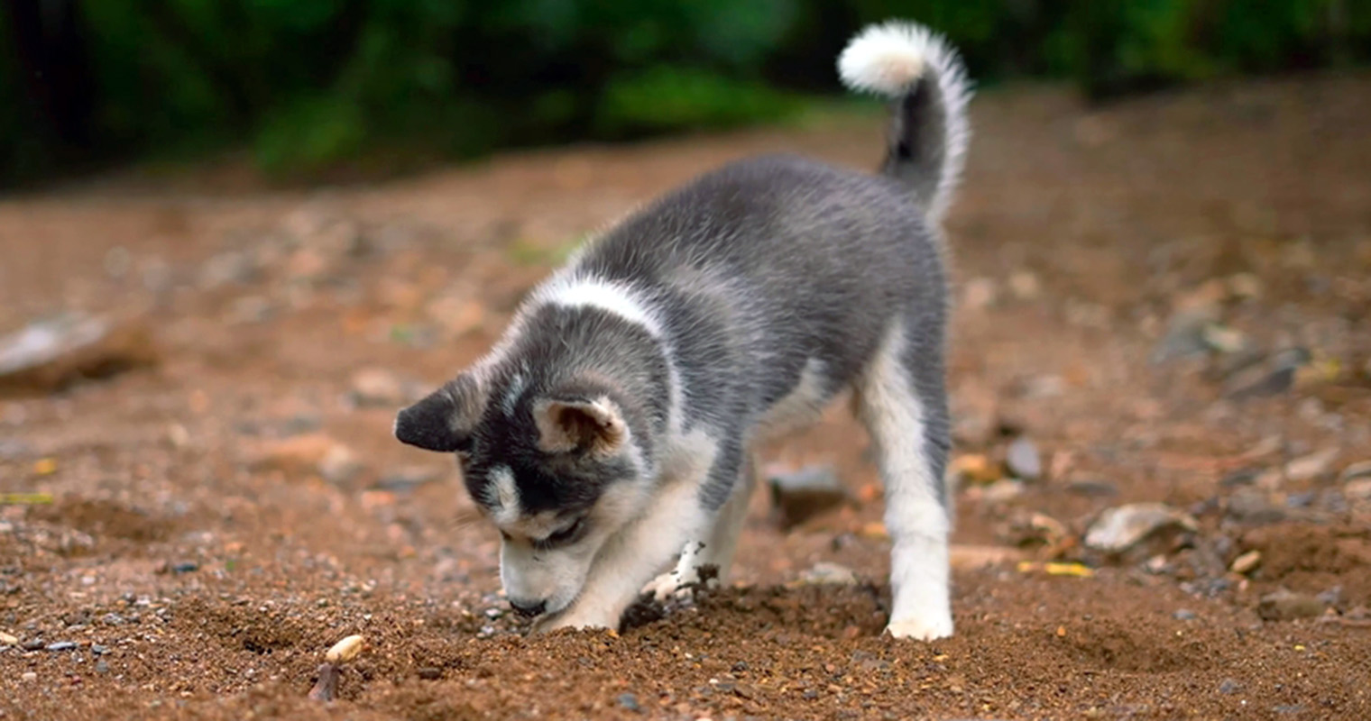 Do Dogs Grow Out Of Digging