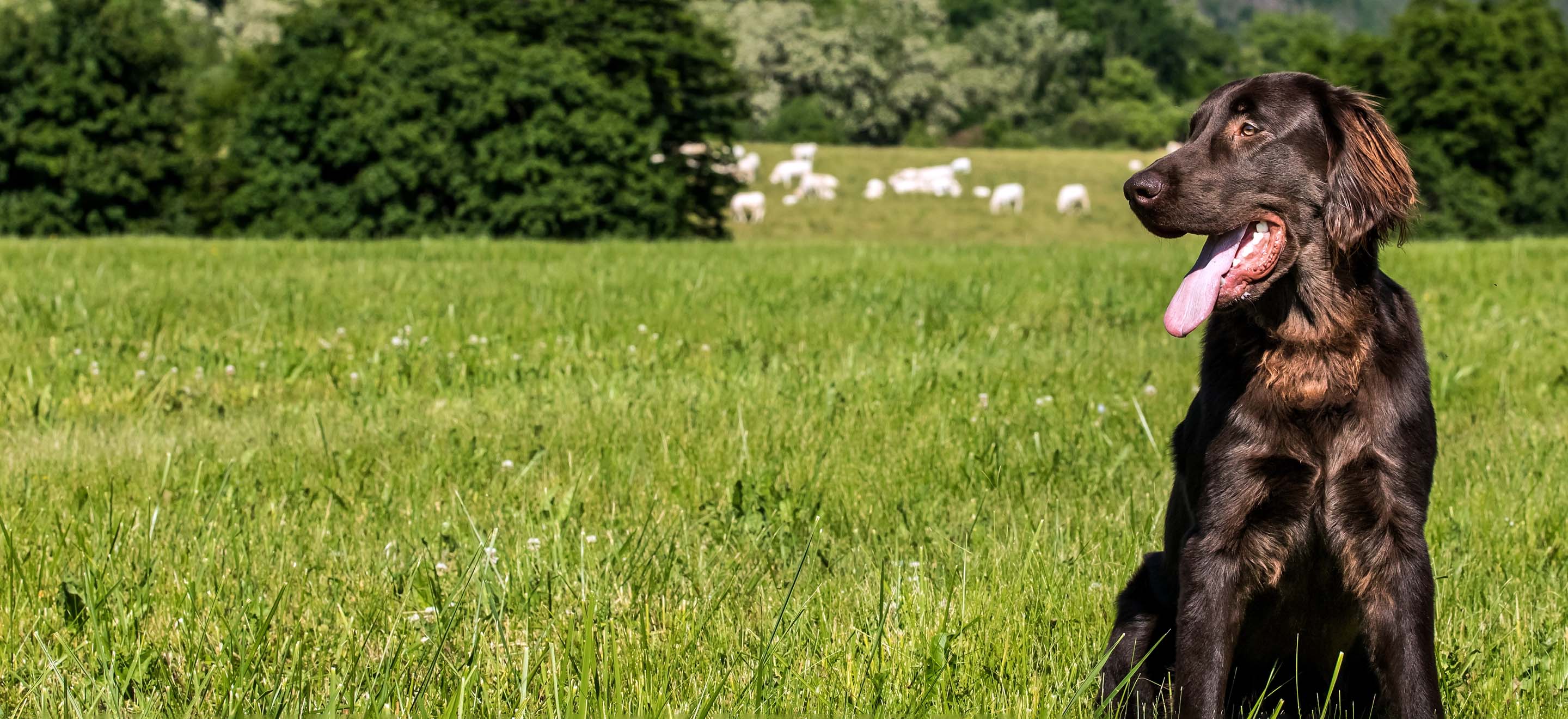A Flat Coated Retriever dog standing in a livestock field with trees and sheep in the background image
