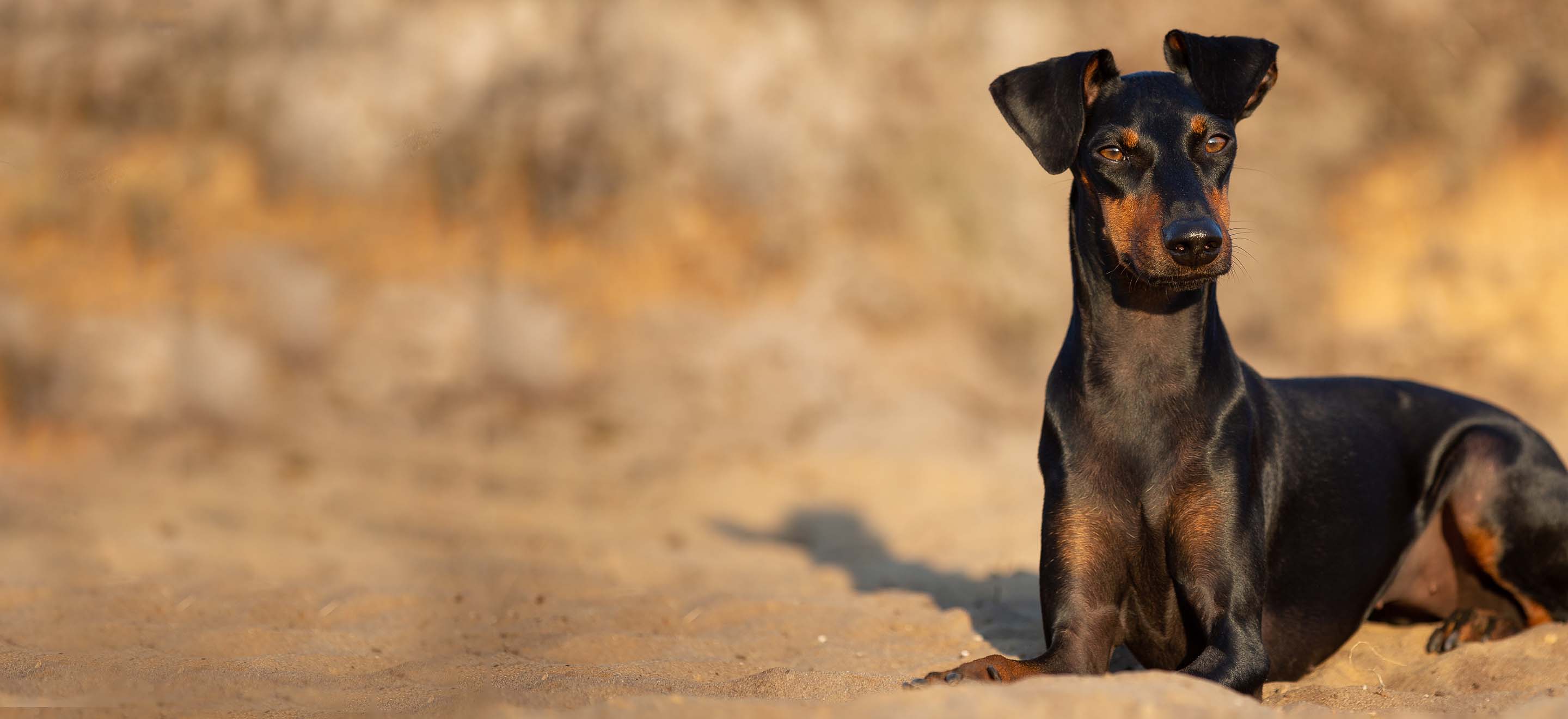A Manchester Terrier dog laying in the sand in the desert image