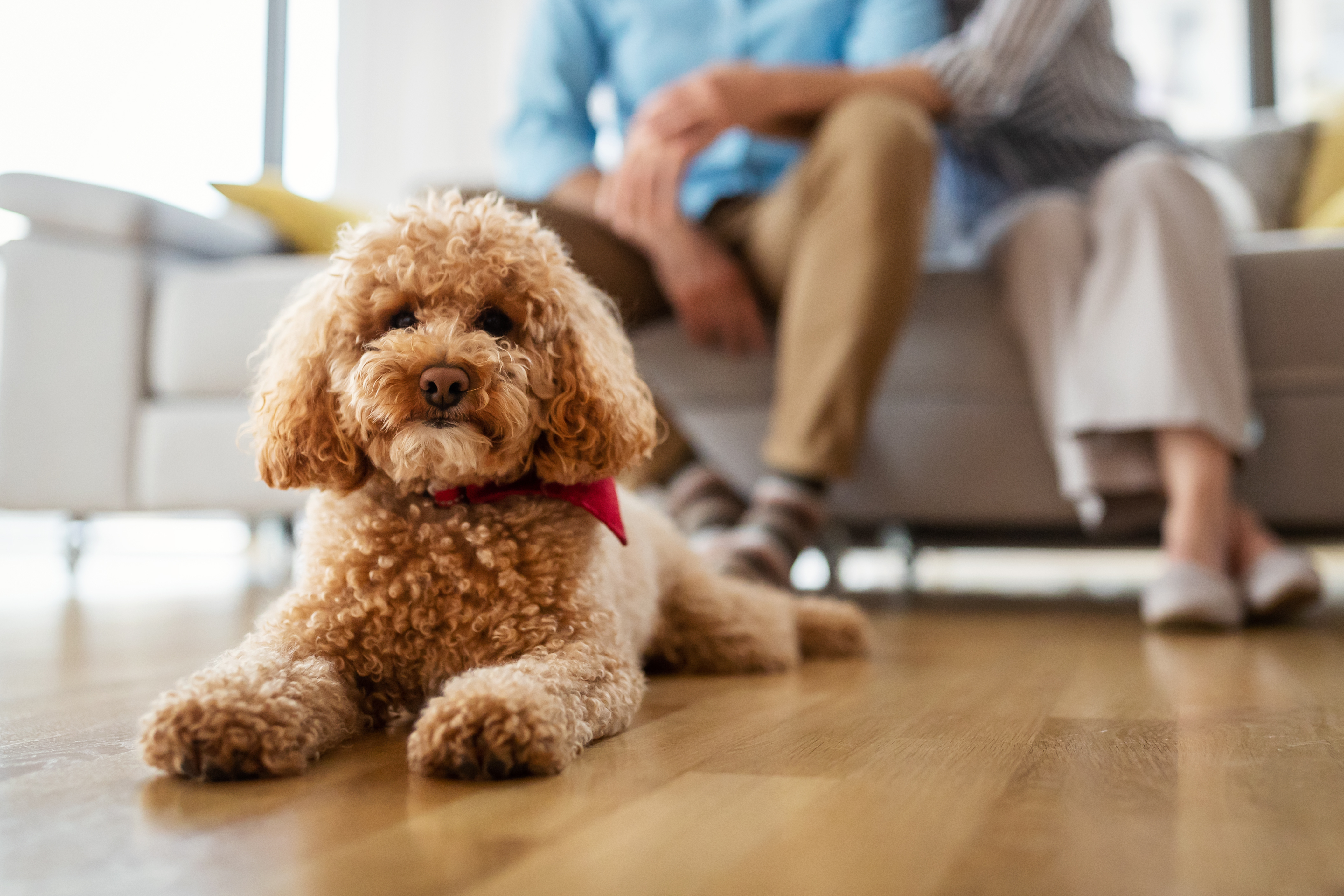 are toy poodles good family dogs