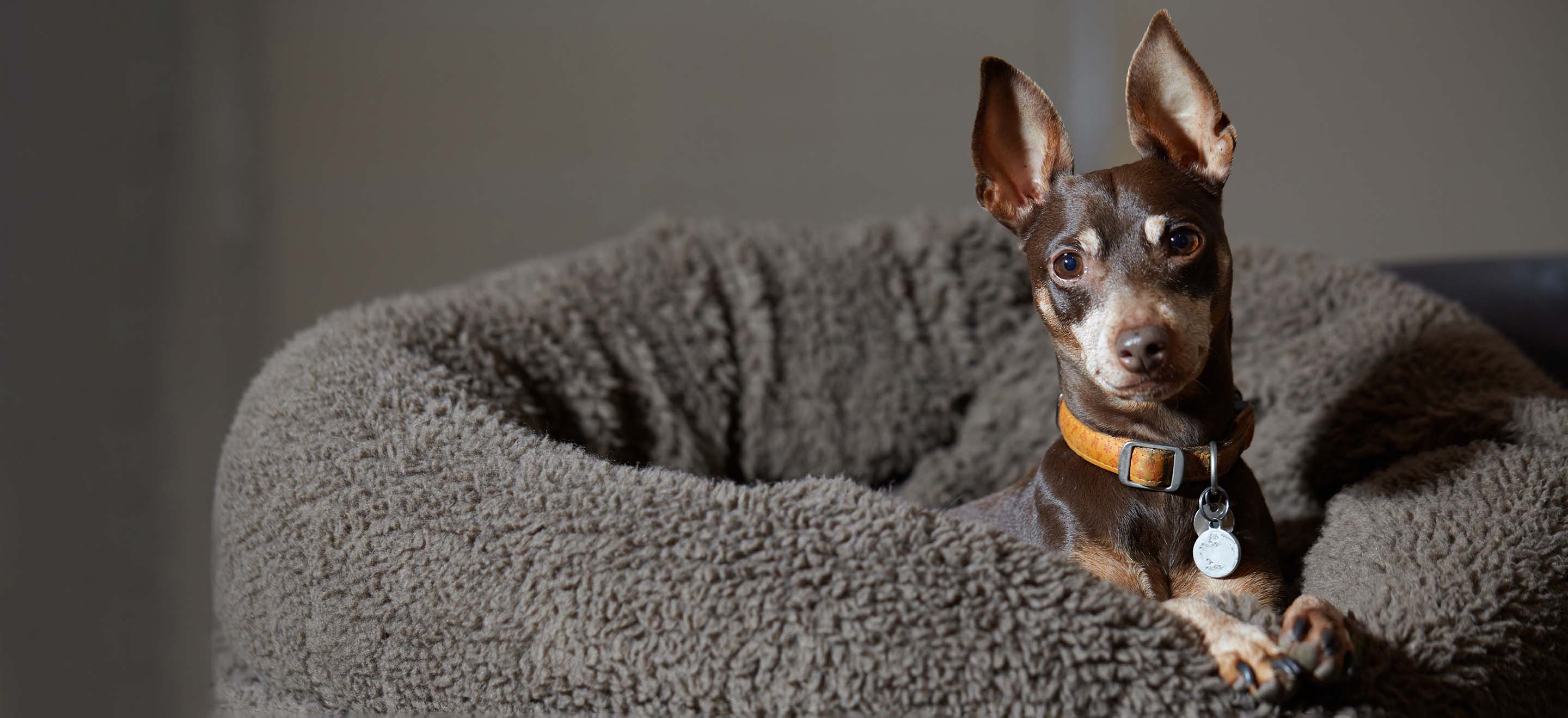 Miniature Pinscher dog sitting comfy in a dark gray dog bed image