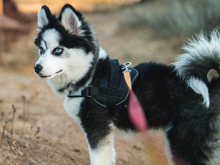 Different retailer types of husky mixes