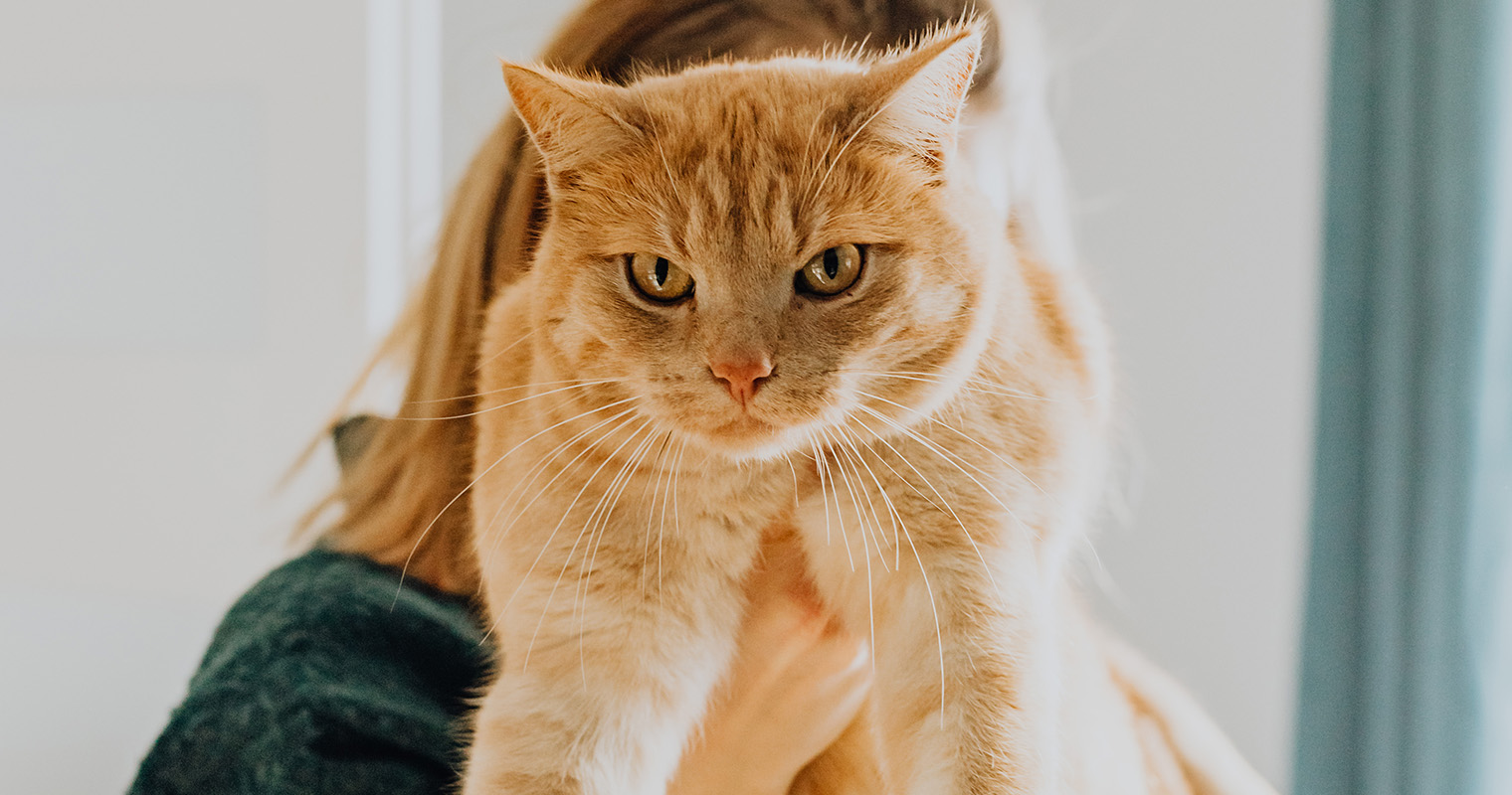 Am I Allergic To My Cat?