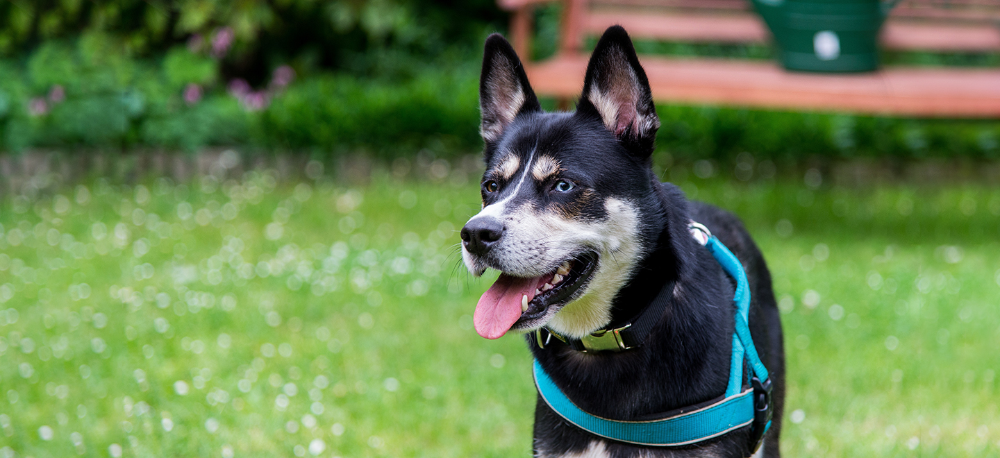 Dog for adoption - Dottie, a Siberian Husky & German Shepherd Dog